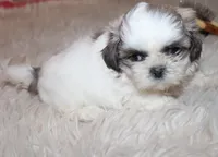 Small akc purebred  Trinket, a female Shih Tzu for sale in Thayer, KS – 8 of 9