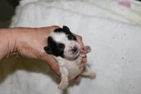 Buttercup  havashu havanese/shihtzu, a female Havanese and Shih Tzu for sale in Thayer, KS – 2 of 2