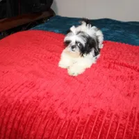 Tiny Girl AKC , a female Shih Tzu for sale in Thayer, KS – 8 of 9