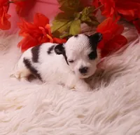 Dunkin   havashu~ Pending, a male Havanese for sale in Thayer, KS – 3 of 10