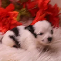 Dunkin   havashu~ Pending, a male Havanese for sale in Thayer, KS – 7 of 10