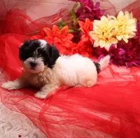 Daffodil  havashu   havanese/shih tzu  small, a female Havanese and Shih Tzu for sale in Thayer, KS – 3 of 10