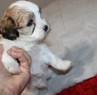 Havashu  Shih tzu - Havanese  Pending, a male Havanese and Shih Tzu for sale in Thayer, KS – 4 of 8