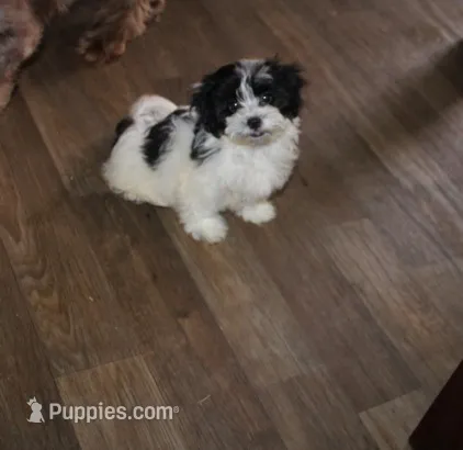 Havashu   Super Sweet  F – Havanese, Shih Tzu puppy for sale in Thayer, KS