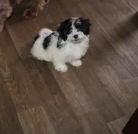 Havashu   Daffodil, a female Shih Tzu for sale in Thayer, KS – 3 of 9