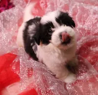 Diesel    havashu, a male Havanese and Shih Tzu for sale in Thayer, KS – 5 of 10
