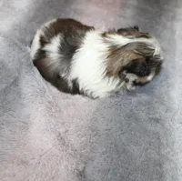 Poppy small F, a female Shih Tzu for sale in Thayer, KS – Photo 3 of 9