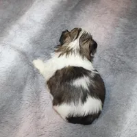 Poppy On Hold DB, a female Shih Tzu for sale in Thayer, KS – Photo 1 of 9