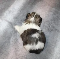 Poppy small F, a female Shih Tzu for sale in Thayer, KS – Photo 1 of 9