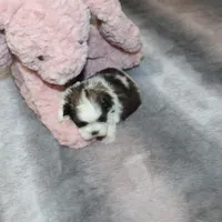 Poppy On Hold DB, a female Shih Tzu for sale in Thayer, KS – Photo 5 of 9