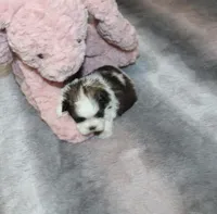 Poppy small F, a female Shih Tzu for sale in Thayer, KS – Photo 5 of 9