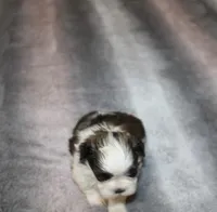 Poppy small F, a female Shih Tzu for sale in Thayer, KS – Photo 8 of 9