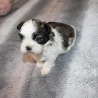 Poppy small F, a female Shih Tzu for sale in Thayer, KS – Photo 6 of 9