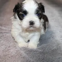 Poppy On Hold DB, a female Shih Tzu for sale in Thayer, KS – Photo 2 of 9