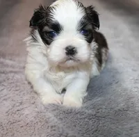 Poppy small F, a female Shih Tzu for sale in Thayer, KS – Photo 2 of 9