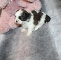 Poppy small F, a female Shih Tzu for sale in Thayer, KS – Photo 4 of 9