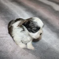 Poppy On Hold DB, a female Shih Tzu for sale in Thayer, KS – Photo 7 of 9