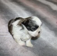 Poppy small F, a female Shih Tzu for sale in Thayer, KS – Photo 7 of 9