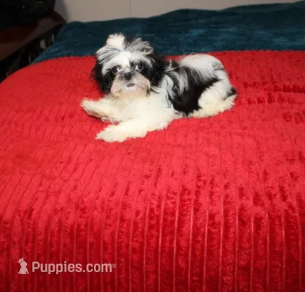 Tiny Girl AKC  – Shih Tzu puppy for sale in Thayer, KS