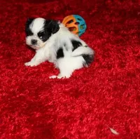 Shih Tzu purebred Hopper, a male Shih Tzu for sale in Thayer, KS – Photo 1 of 9