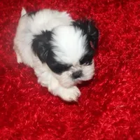 Shih Tzu  Hopper VerySmall!, a male Shih Tzu for sale in Thayer, KS – Photo 4 of 9