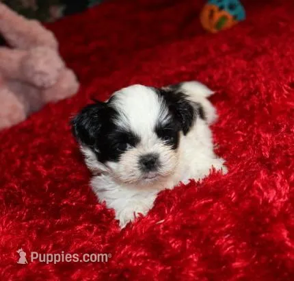 Shih Tzu  Hopper VerySmall! – Shih Tzu puppy for sale in Thayer, KS