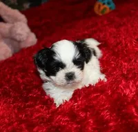 Shih Tzu purebred Hopper, a male Shih Tzu for sale in Thayer, KS – Photo 8 of 9