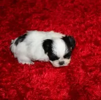 Shih Tzu purebred Hopper, a male Shih Tzu for sale in Thayer, KS – Photo 2 of 9