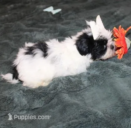 Shih Tzu  Hopper VerySmall! – Shih Tzu puppy for sale in Thayer, KS