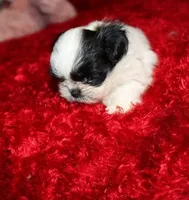 Shih Tzu purebred Hopper, a male Shih Tzu for sale in Thayer, KS – Photo 3 of 9