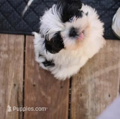 Shih Tzu  Hopper VerySmall! – Shih Tzu puppy for sale in Thayer, KS
