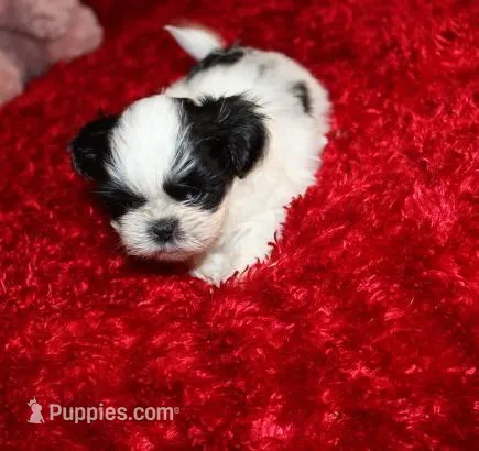 Shih Tzu  Hopper VerySmall! – Shih Tzu puppy for sale in Thayer, KS