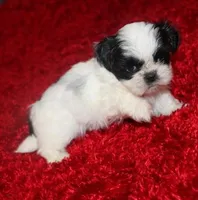 Shih Tzu  Hopper VerySmall!, a male Shih Tzu for sale in Thayer, KS – Photo 6 of 9