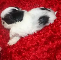 Shih Tzu  Hopper VerySmall!, a male Shih Tzu for sale in Thayer, KS – Photo 5 of 9