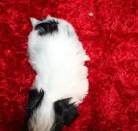 Shih Tzu purebred Hopper, a male Shih Tzu for sale in Thayer, KS – Photo 7 of 9