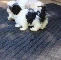 tiny  akc purebred f, a female Shih Tzu for sale in Thayer, KS – 7 of 10