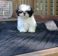 tiny  akc purebred f, a female Shih Tzu for sale in Thayer, KS – 8 of 10