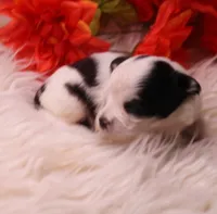 Dunkin   havashu~ Pending, a male Havanese for sale in Thayer, KS – 8 of 10