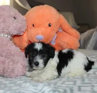 Breezy, a female Havanese for sale in Thayer, KS – 5 of 10