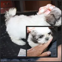 Small akc purebred  Trinket, a female Shih Tzu for sale in Thayer, KS – 9 of 9