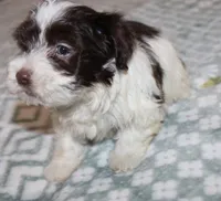 Caramel akc, a male Havanese for sale in Thayer, KS – 9 of 9