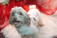 Buttercup is a small   havashu havanese shihtzu, a female Havanese and Shih Tzu for sale in Thayer, KS – 9 of 10