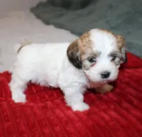 Havashu  Shih tzu - Havanese  Pending, a male Havanese and Shih Tzu for sale in Thayer, KS – 8 of 8