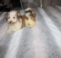 Spicey reduced, a male Havanese for sale in Thayer, KS – 9 of 10