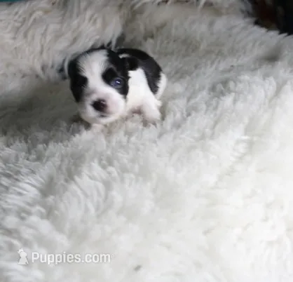 Diesel    havashu – Havanese, Shih Tzu puppy for sale in Thayer, KS