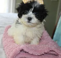 Miss Tulip Havashu SoSweet!, a female Havanese and Shih Tzu for sale in Thayer, KS – 7 of 9