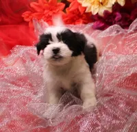 Diesel    havashu, a male Havanese and Shih Tzu for sale in Thayer, KS – 4 of 10
