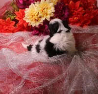 Dozer havanese shih-tzu  , a male Havanese and Shih Tzu for sale in Thayer, KS – 4 of 10