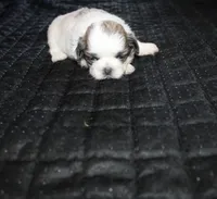 Minnie , a female Shih Tzu for sale in Thayer, KS – 2 of 5