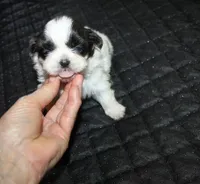 Binki purebred shih tzu Small , a female Shih Tzu for sale in Thayer, KS – 4 of 6